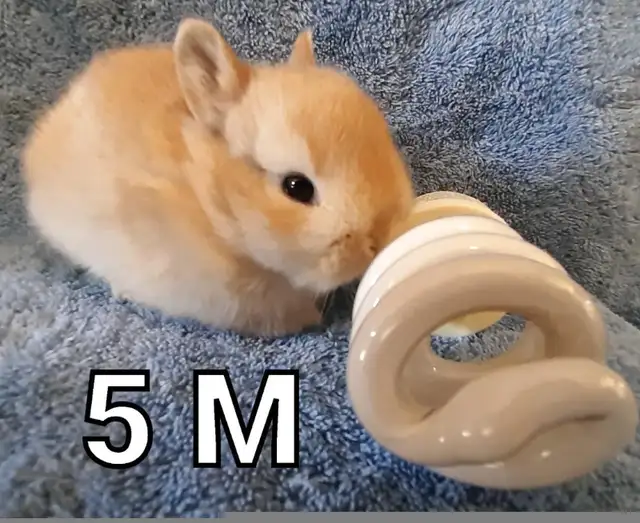 Great Featured Purebred Netherland Dwarf bunny rabbit, #Great fo in Small Animals for Rehoming in Ottawa - Image 7
