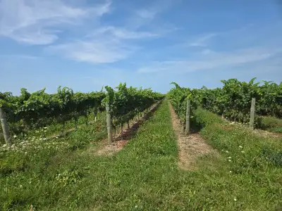 Unique Vineyard 40,09 acres in Niagara On The Lake .Irrigated.Close to Hwy55 and QEW. 5 Varieties. C...