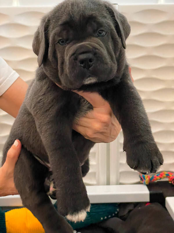 Cane Corso Puppies!! in Dogs & Puppies for Rehoming in Oakville / Halton Region