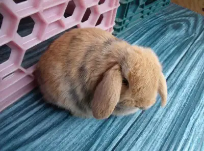 Bébés lapins & lapines Bélier Hollandais (Bélier Nain), View more