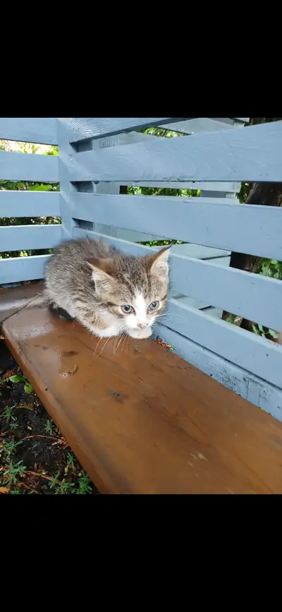 kitten  for sale (10weeks), View more