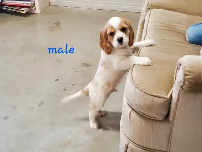 Kurrie, Our Energetic Cocker Spaniel , had Puppies January 9th !! We live on a spacious farm and Kur...