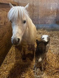 Miniature Horse and foal for sale