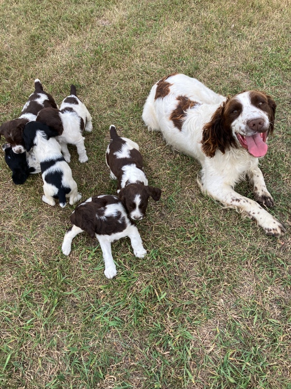 springer spaniel puppies Dogs & Puppies for Rehoming Saskatoon Kijiji