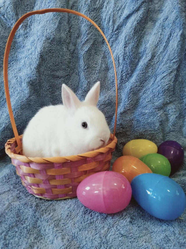 Good Featured BlueEye White Purebred Netherland Dwarf baby bunny in Small Animals for Rehoming in City of Toronto - Image 3