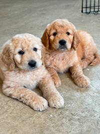 Beautiful F1 GoldenDoodle Puppies for adopting (Surrey)