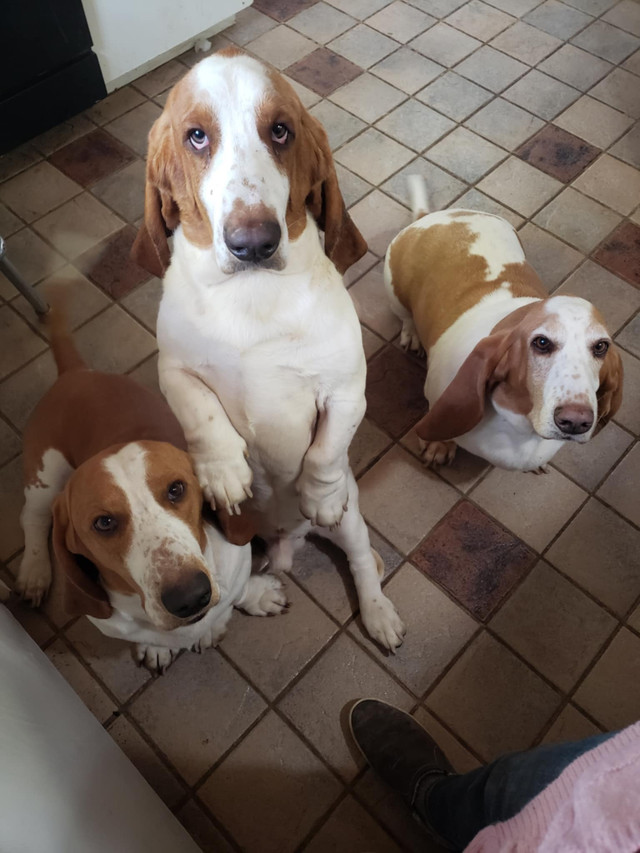 Basset cherchent maison dans Chiens et chiots à adopter  à Thetford Mines - Image 2