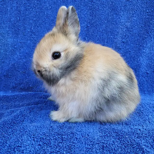 EXTRAORDINARY ENGLISH LOP BABY BUNNY BOYS & HOLLAND LOP RABBITS in Small Animals for Rehoming in City of Toronto - Image 10