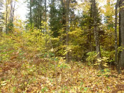 2 Beautiful Acres In Haliburton with Financing - $250 per month, View more