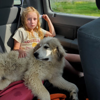 Great Pyrenees/Maremma  puppies for sale
