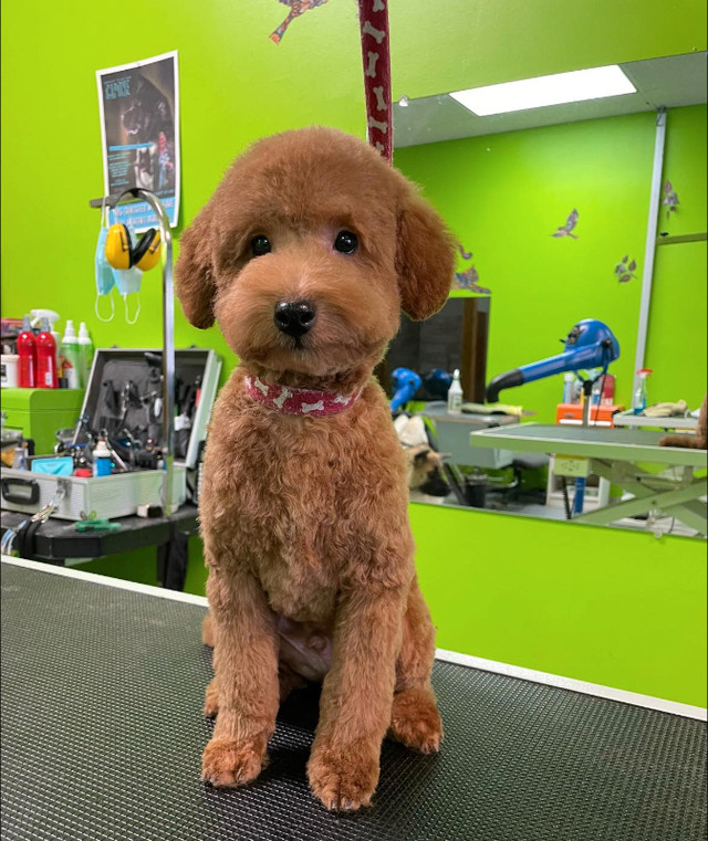 Dog Grooming in Animal & Pet Services in Calgary
