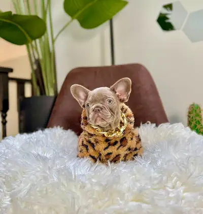 French Bulldog Female Puppy Available ✨, View more