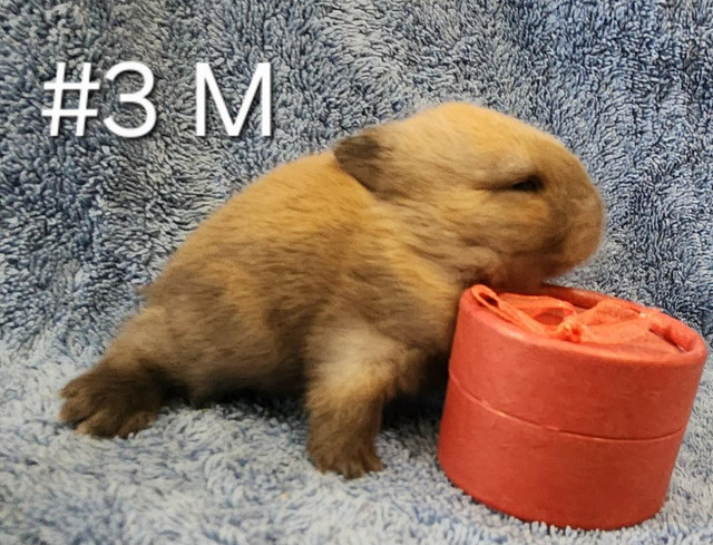 Great Featured Purebred Netherland Dwarf, Holland Lop, Hotot bun in Small Animals for Rehoming in Sudbury - Image 4