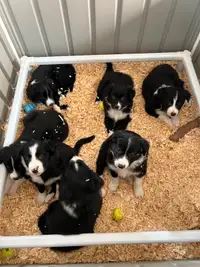 Border Collie Puppies Looking For Homes
