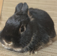 Great Featured Purebred Netherland Dwarf bunny rabbit, #Great fo