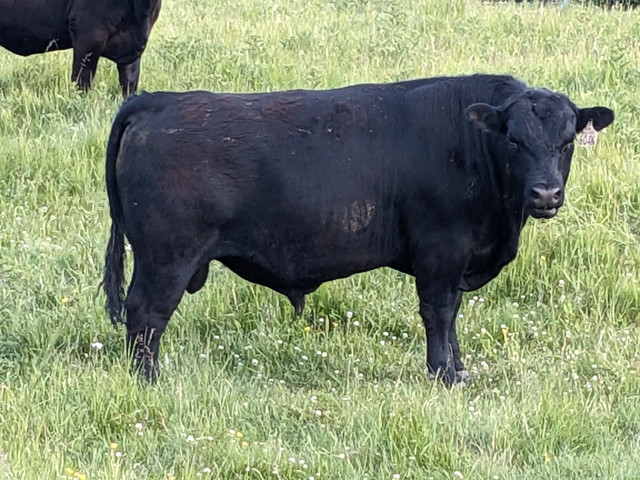 Selling Angus Breeding Bulls in Livestock in Prince George