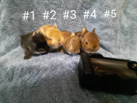 Great Featured Purebred Netherland Dwarf baby bunny rabbit, #Gre