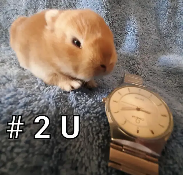 Top Featured Purebred Netherland Dwarf bunny rabbit, #Great for in Small Animals for Rehoming in Mississauga / Peel Region - Image 4