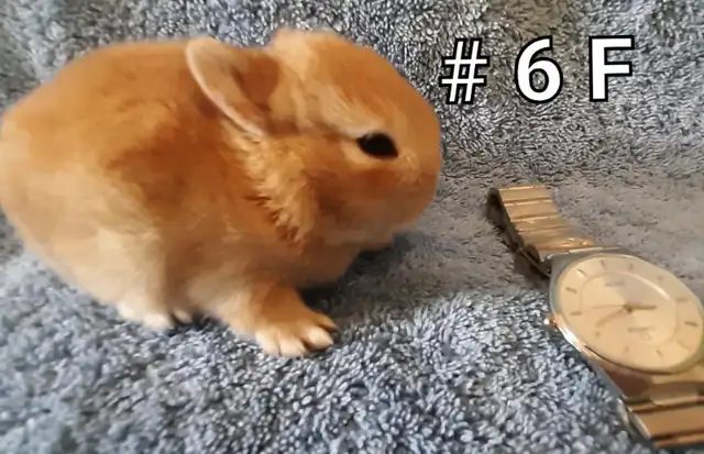 Top Featured Purebred Netherland Dwarf bunny rabbit, #Great for in Small Animals for Rehoming in Mississauga / Peel Region - Image 8