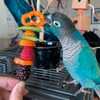 Bird Sitter/ Boarding Vancouver and surrounding Cities