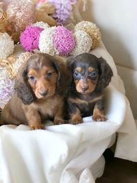 Puppies Dachshund  3 males  available READY TO GO NOW
