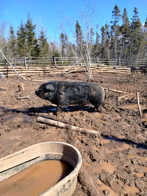 Drove (herd) of pigs for sale in Livestock in New Glasgow - Image 3