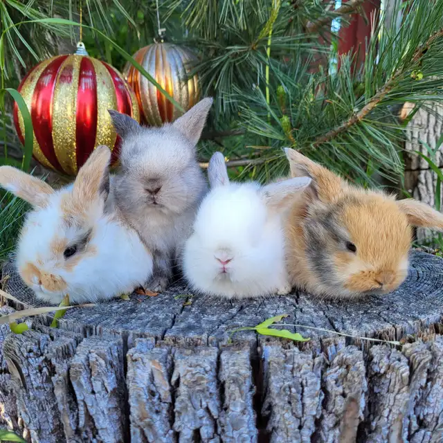 EXTRAORDINARY Netherland dwarf, mini rex, lionhead, Holland lops in Small Animals for Rehoming in Ottawa - Image 11