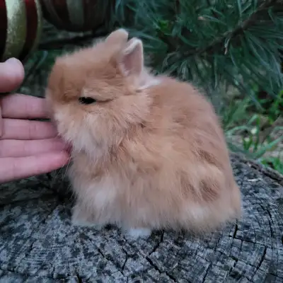 EXTRAORDINARY NETHERLAND DWARF, LIONHEAD, MINI REX, HOLLAND LOP, View more