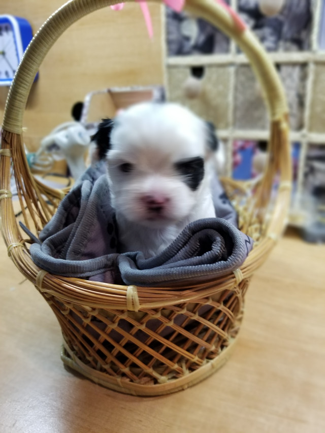 loving shih tzus 2 girls 1 boy left in Dogs & Puppies for Rehoming in Chatham-Kent - Image 3