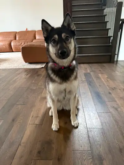 Looking for a new home for our 1 year old pup!, View more