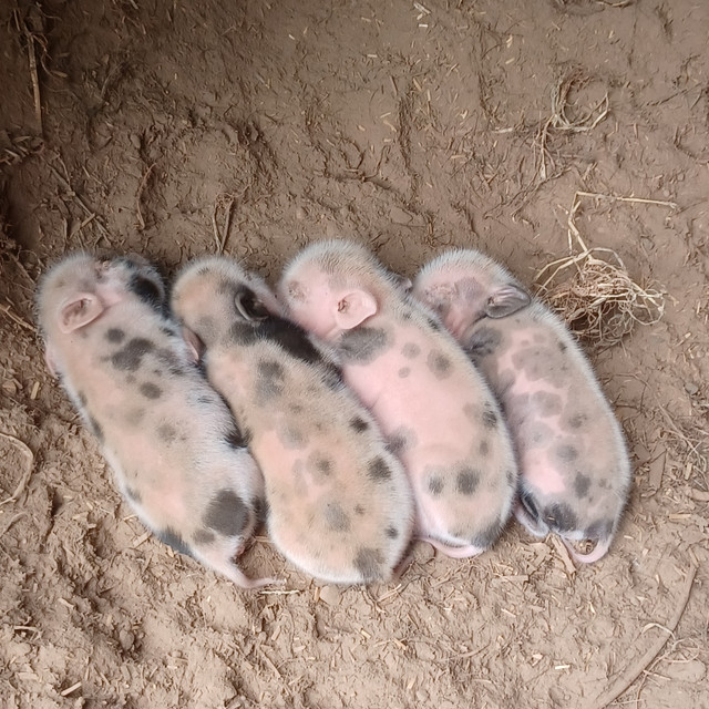 Adorable Julianna Piglets! in Livestock in Ottawa