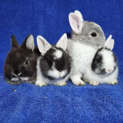 Delivery possible tomorrow. Call 514 779 6726. The most beautiful baby dwarf bunny rabbits are in Mo...