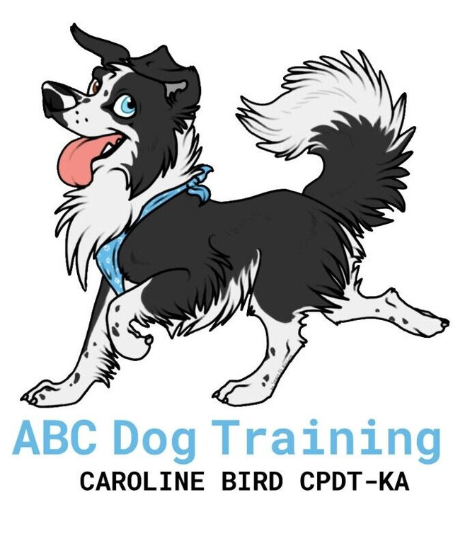 New Puppy, basic obedience and Pre Agility classes in Animal & Pet Services in Saint John