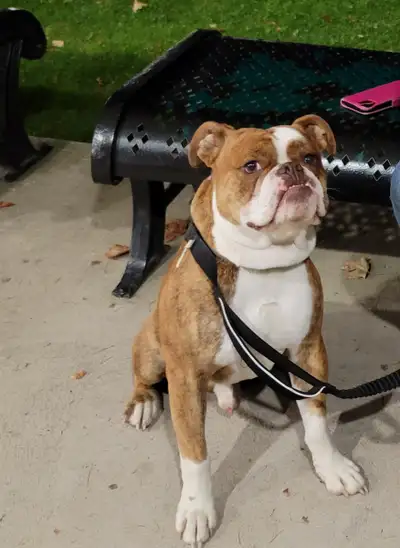 Olde English Bulldog male 3 years old, View more