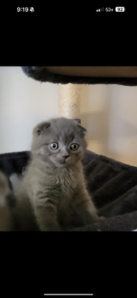 Scottish Fold Shorthair looking for new home!