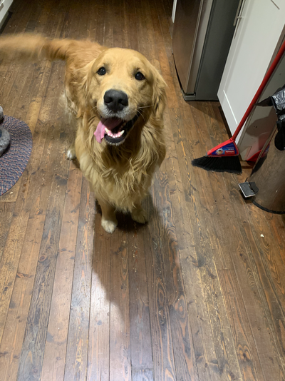 ADULT MALE GOLDEN  RETRIEVER TO REHOME, View more