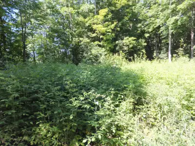 7.5 Acres Haliburton with Financing $737 per month, View more