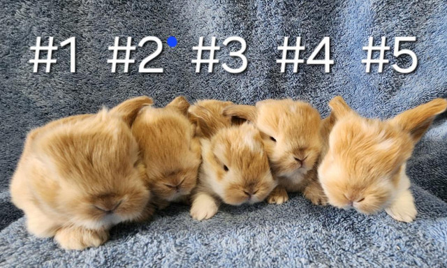 Top Featured Purebred Holland Lop, Netherland Dwarf, bunny rabbi in Small Animals for Rehoming in Kitchener / Waterloo