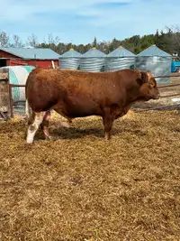 Two Year Old Fullblood Simmental  Bull for Sale
