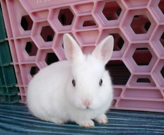 Nouvelle portée de bébés lapins Nain Polonais dans Petits animaux à adopter  à Laurentides - Image 2
