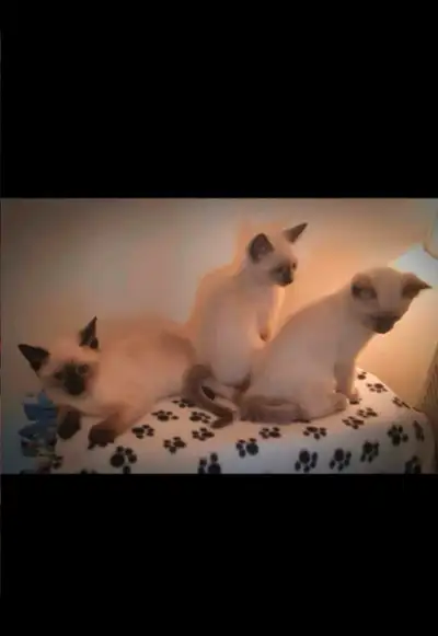 Bonjour ❤️ Je m’appelle petit Bijou♦️♦️ Chéri ❤️ et je suis née en février donc je suis Verseau ♒️ V...