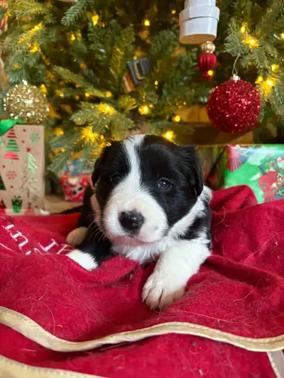 Border Collie Puppies Looking For Homes, View more
