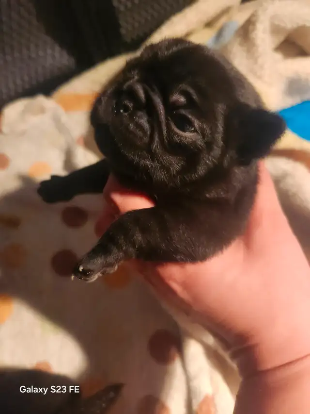Mes petits trésor ! Pug carlin in Dogs & Puppies for Rehoming in Lanaudière - Image 3