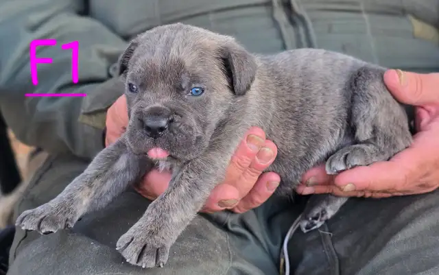 WORLD CLASS CANE CORSO PUPPIES in Dogs & Puppies for Rehoming in Vancouver - Image 7