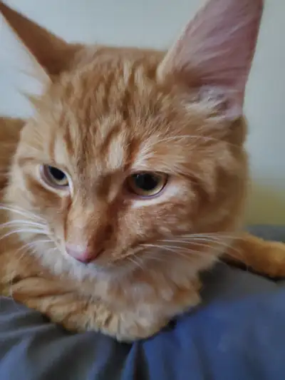Maincoon male 7 months., View more