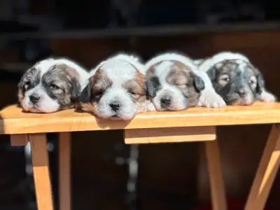 Puppies are ALL SOLD! These four adorable little pups are looking for their furever homes! Shichon p...