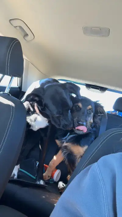 1 year old female Black lab, View more