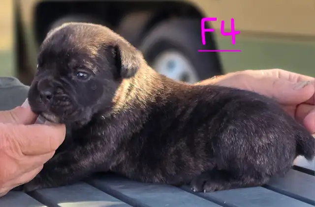 WORLD CLASS CANE CORSO PUPPIES in Dogs & Puppies for Rehoming in Vancouver - Image 14
