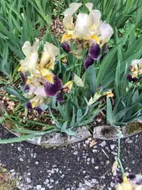 Iris Plants - Perennials