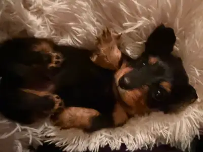 Long haired mini dachshund, View more